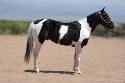 Cats Tru Starlight - Black Tobiano