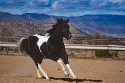 Cats Black Diamond - Black Tobiano