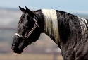 A Shining Rolex - Black Tobiano